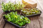 Mladé listy salátů si můžete lehce vypěstovat za oknem
