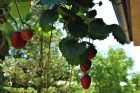 Převislé jahody můžete pěstovat na balkóně
