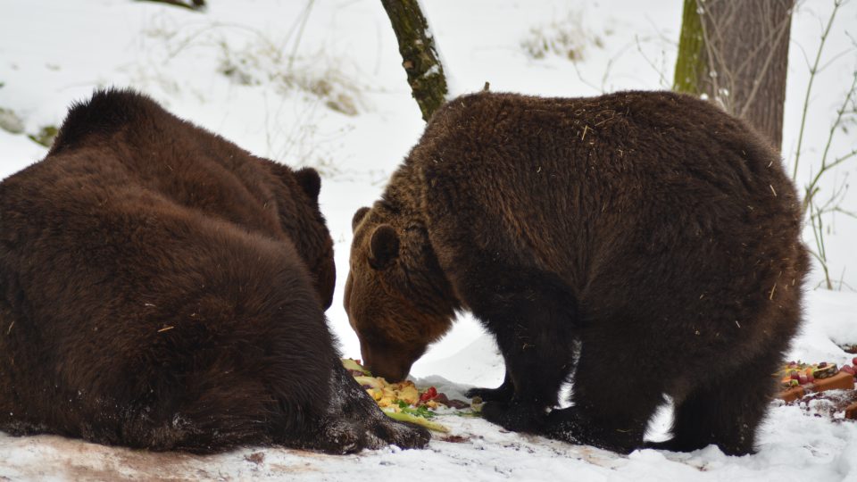 Probuzení medvědi si na pamlscích pochutnali. Ze sněhu měli také radost