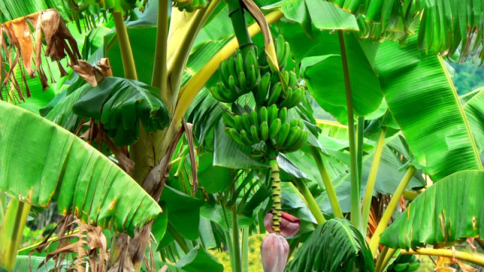 Kvůli plantážím banánovníků migrovali do Nikaraguy Evropané, i černí otroci