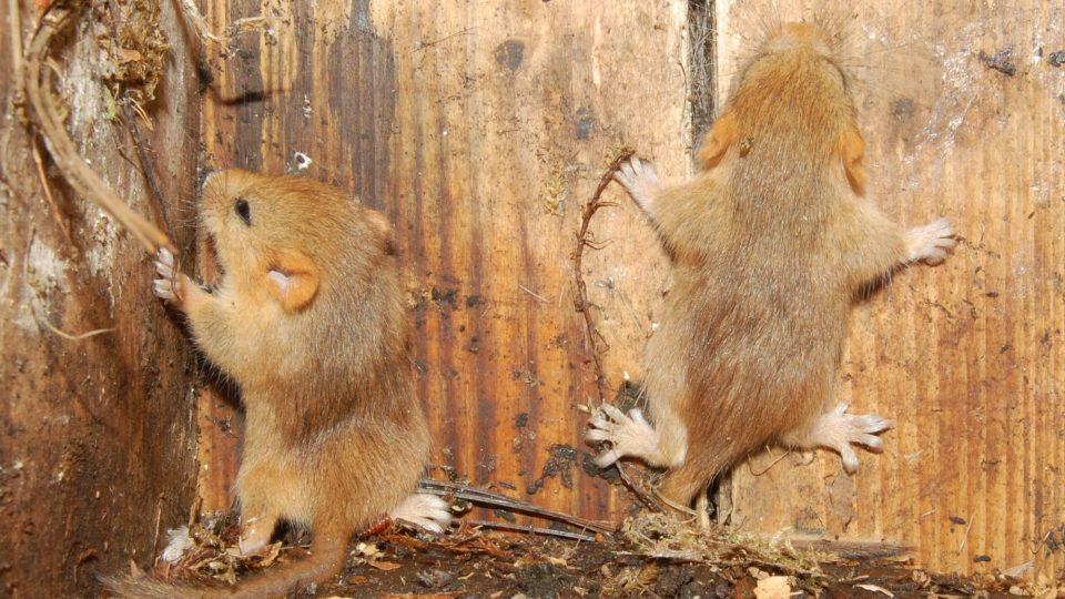 Mladí plšíci z Harcova | foto: Jan Zeman Mladí plšíci z Harcova