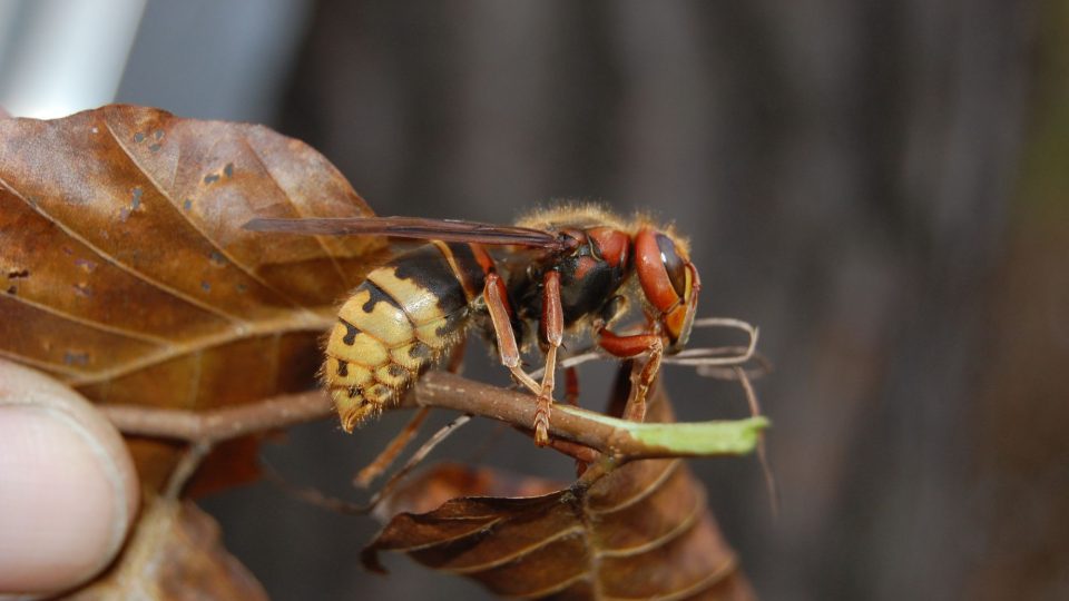 Sršeň z budky 50 Zátiší | foto: Jan Zeman Sršeň z budky 50 Zátiší
