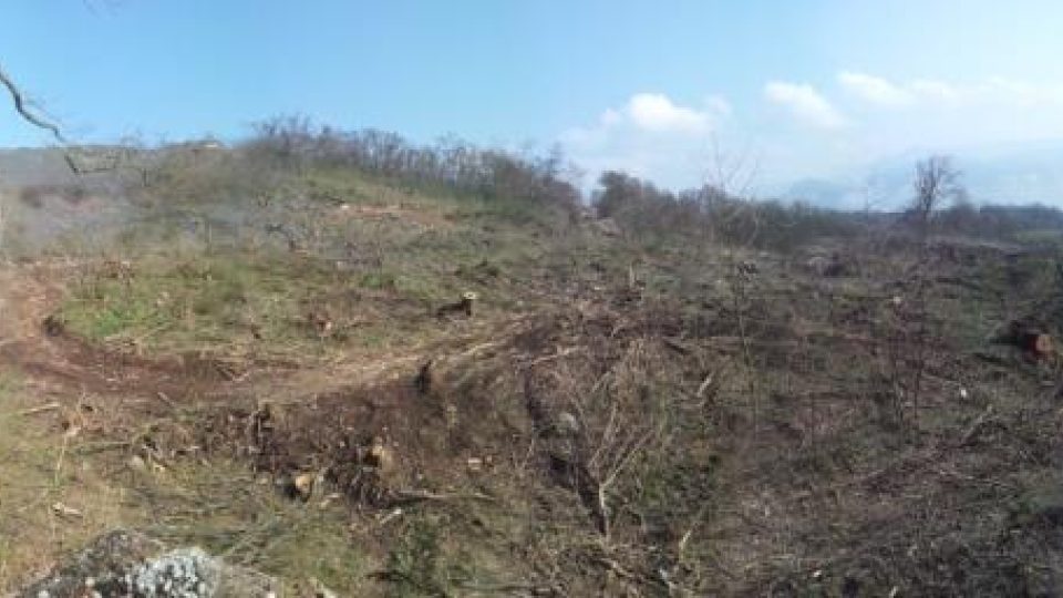 Sesutý svah na dálnici D8 nad Litochovicemi na Litoměřicku. Dřevorubci pokáceli stromy, aby mohli geologové začít s průzkumem. Od něj by se pak mělo odvíjet zajištění svahu proti dalšímu sesuvu