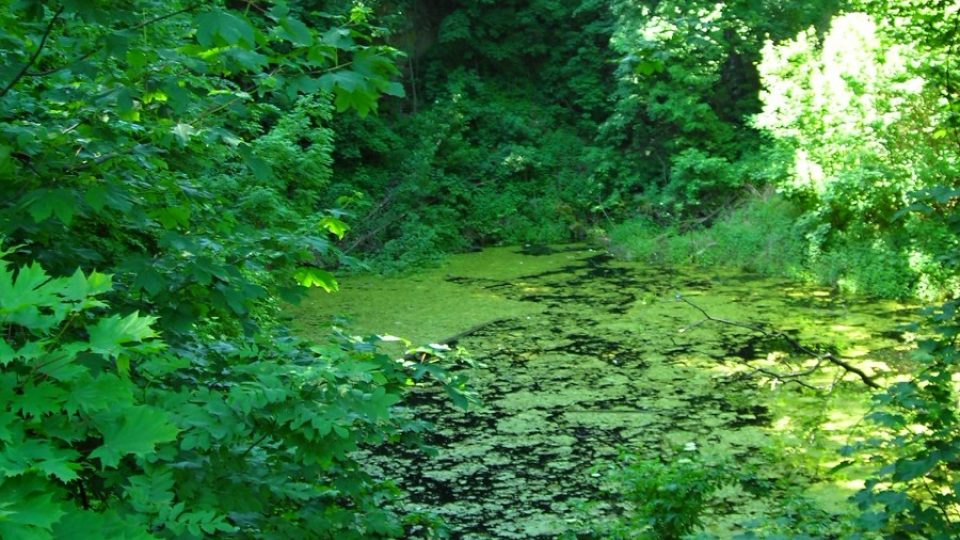 Starý lom dnes kypí životem | foto: Miroslav Kobza, Český rozhlas Starý lom dnes kypí životem