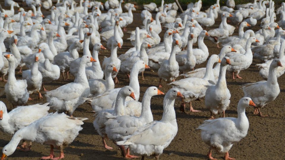 Mladá husa potřebuje ke svému růstu hodně energie a živin, tráva by nestačila