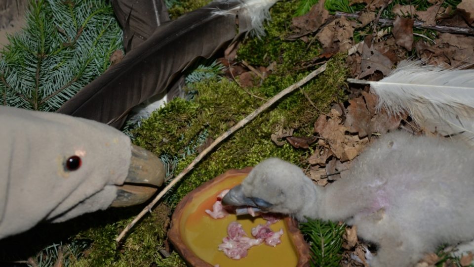 V Ústecké zoologické zahradě se povedl unikátní odchov vzácného supa himalájského