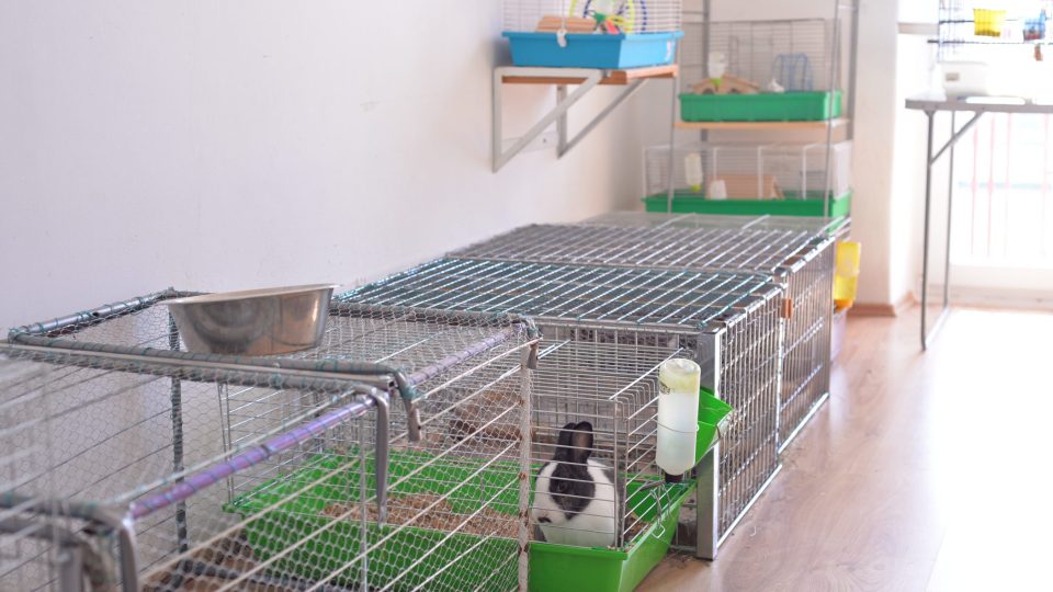 Zvířecí pokoj Aleny Kolín Zvířecí pokoj Aleny Kolín