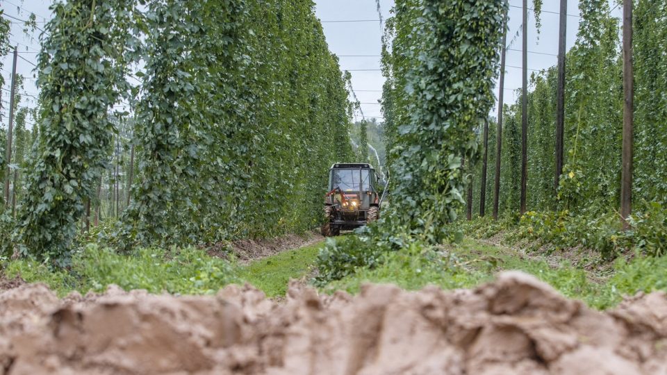 Sklizeň chmele na Žatecku komplikují vydatné dešťové srážky