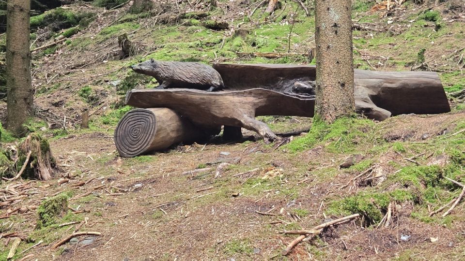 Zastavení u jezevce na Stezce Bílé lišky ve Sněžném
