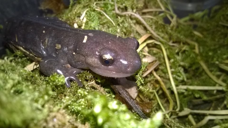 Hynobius retardatus- samice