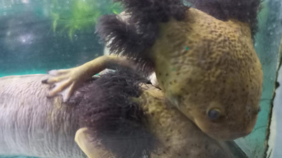 Ambystoma dumerilii se vyznačuje v dospělosti bradavičnatou hlavou