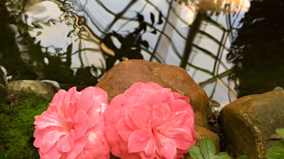 V liberecké botanické zahradě kvetou kamélie, některé jsou stovky let staré