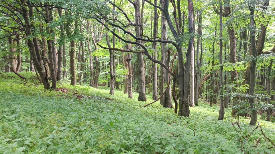 Prales na severním svahu Velké Javořiny je nejstarším chráněným územím na Moravě