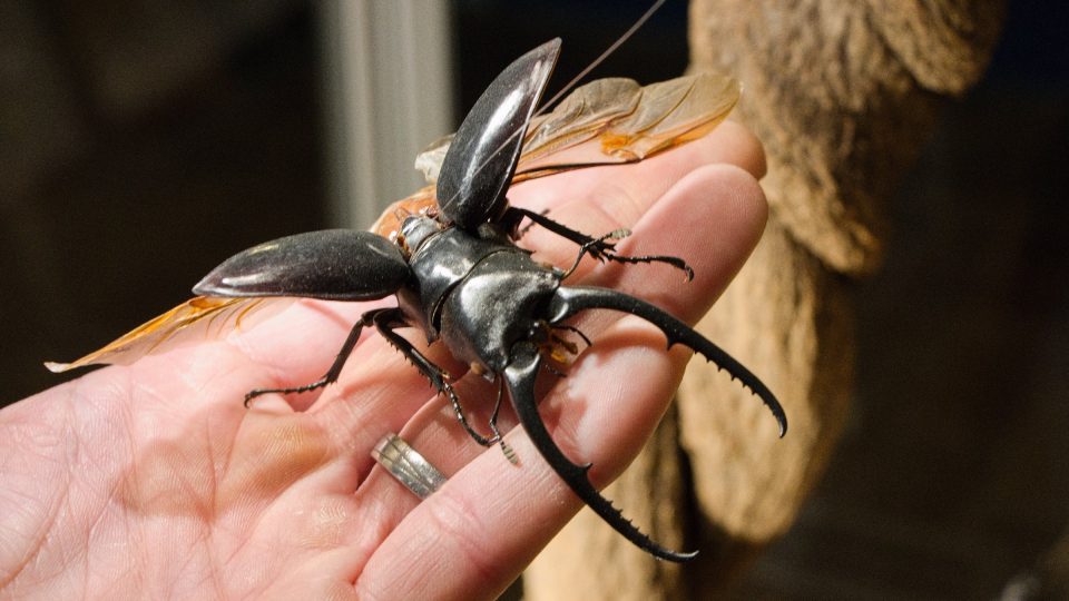 Nosorožík herkules je známý svou impozantní velikostí a silou | foto: Jaroslav Hoření, Český rozhlas Nosorožík herkules je známý svou impozantní velikostí a silou