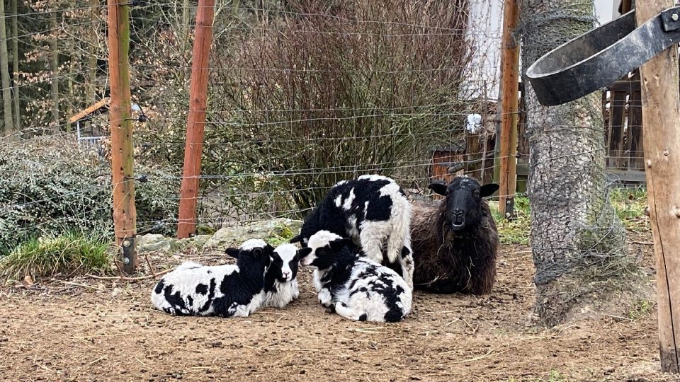 Zvířata na farmě Kozodoj | foto: Jana Strejčková, Český rozhlas Zvířata na farmě Kozodoj