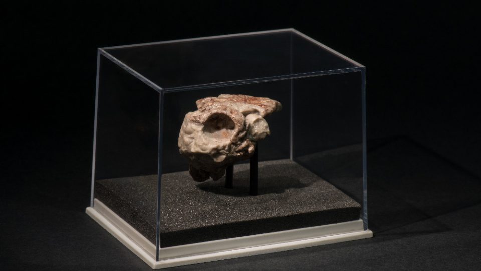 Fosilní pozůstatky raného čelistnatce Radotina tesselata z Koněprus