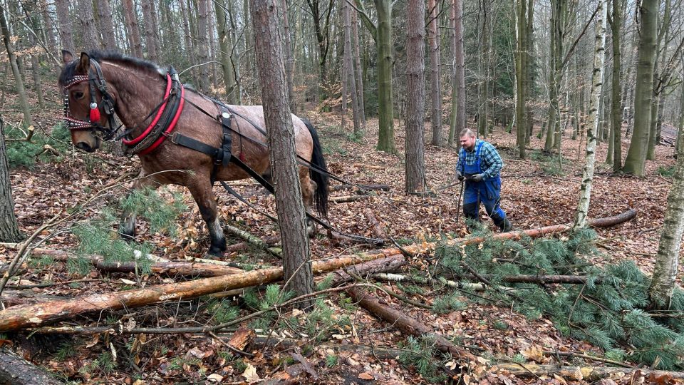 Dřevorubcům s těžbou na Kvádrberku u Děčína pomáhá speciálně vycvičený kůň Tonda