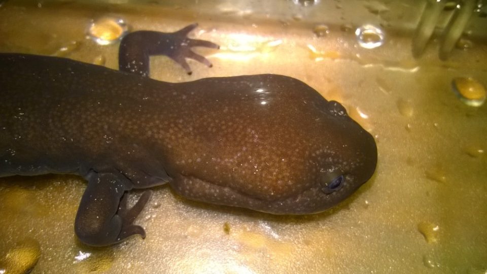 Pachyhynobius  shangchengensis -samec