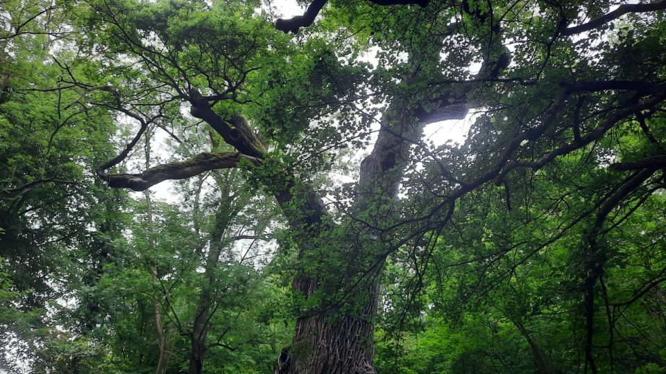 Peruc, Oldřichův dub
