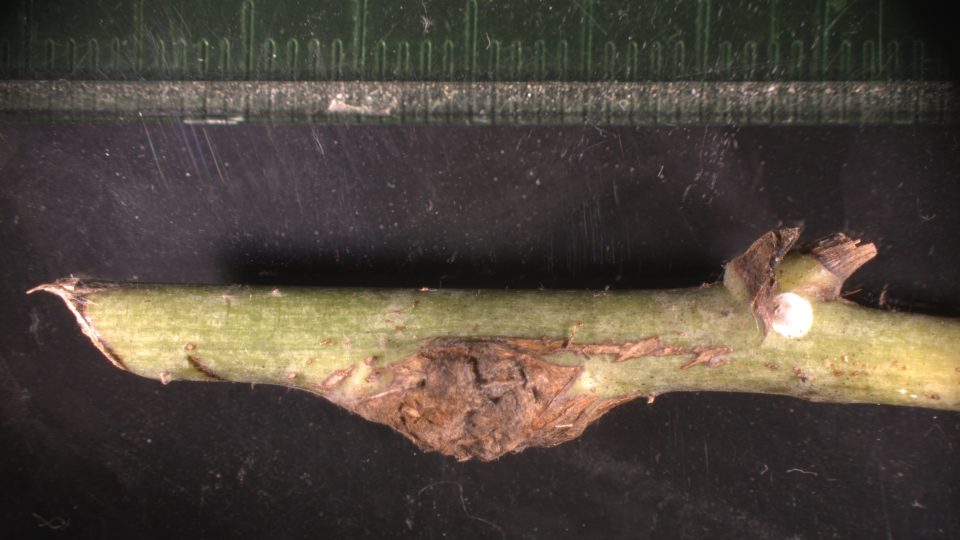 Hálka bejlomorky ostružiníkové na stonku maliníku