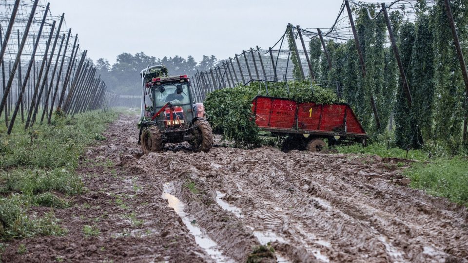 Sklizeň chmele na Žatecku komplikují vydatné dešťové srážky