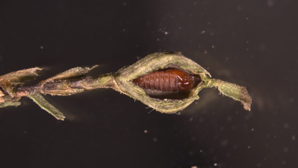 Otevřená hálka v listovém řapíku jehlice s kuklou plodomorky