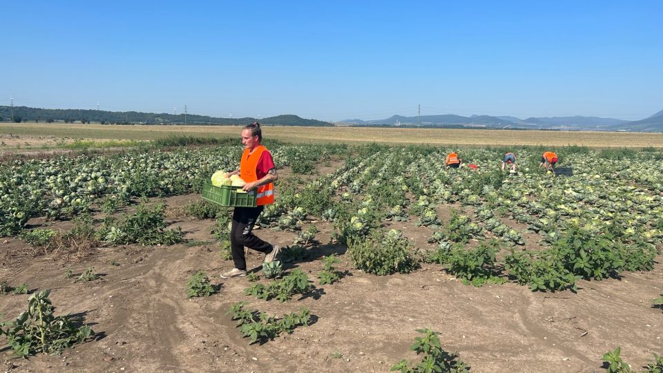 Každou zelnou hlávku musí dobrovolníci zbavit špatných listů, aby zelí ve skladu vydrželo co nejdéle