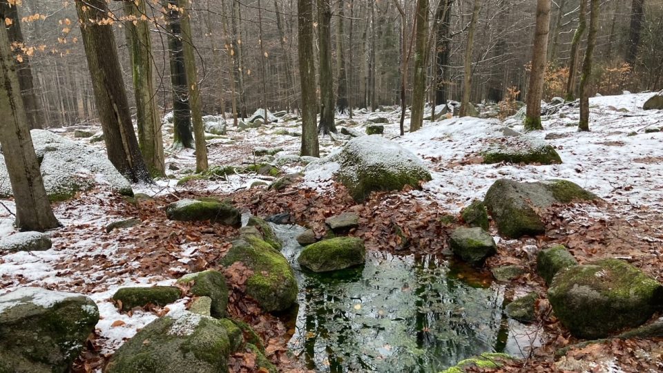 Ve Šluknovském výběžku vzniklo nové chráněné území – přírodní památka Vlčice