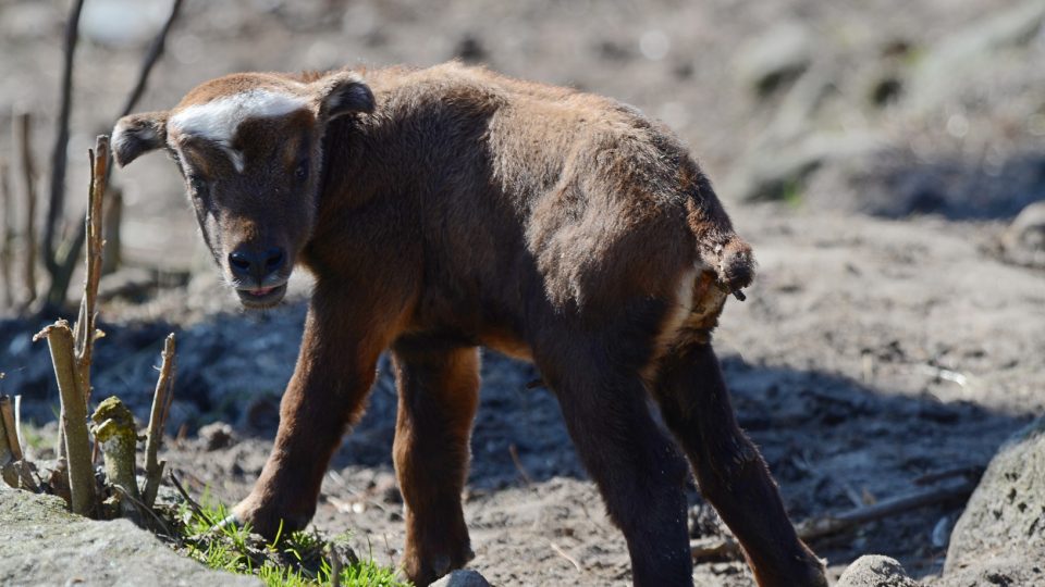 Mládě takina indického v děčínské zoo