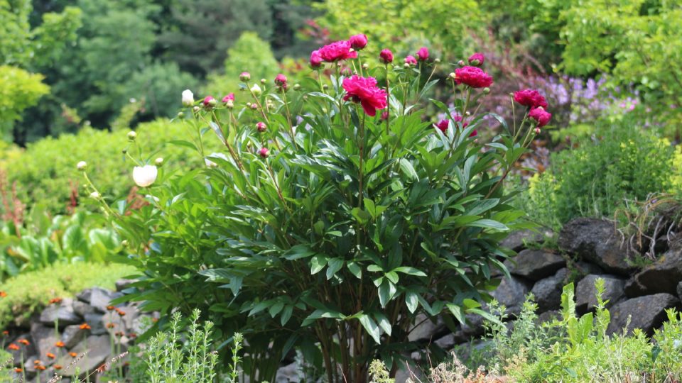 Pivoňky v arboretu Makču Pikču | foto: Aleš Spurný, Český rozhlas Pivoňky v arboretu Makču Pikču
