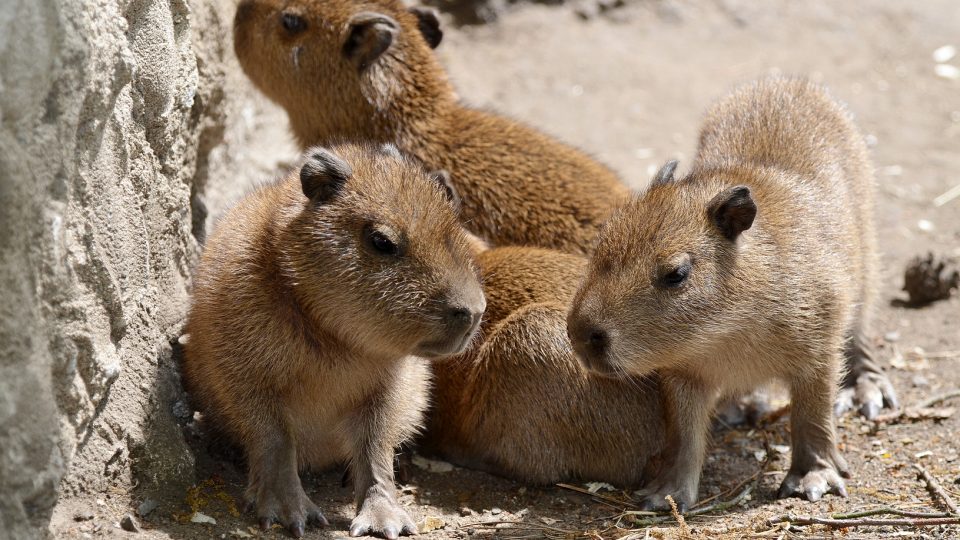 Kapybary vodní v děčínské zoo