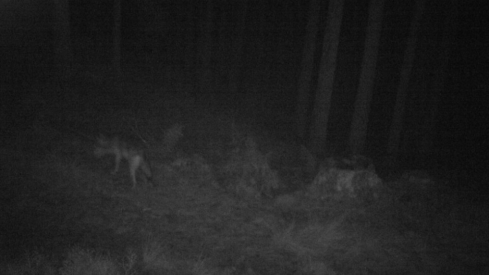 Snímky z fotopasti v Českém Švýcarsku odhalili, že se po vlčíích stezkách nepohybují pouze vlci