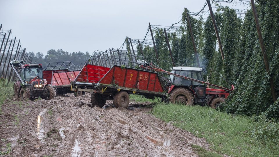 Sklizeň chmele na Žatecku komplikují vydatné dešťové srážky