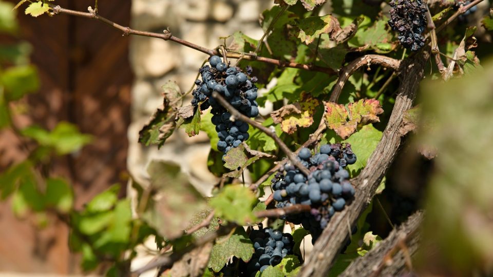 Vinnou révu na Vinařské stezce Podluží potkáme doslova na každém kroku | foto: Zdeněk Truhlář, Český rozhlas Vinnou révu na Vinařské stezce Podluží potkáme doslova na každém kroku