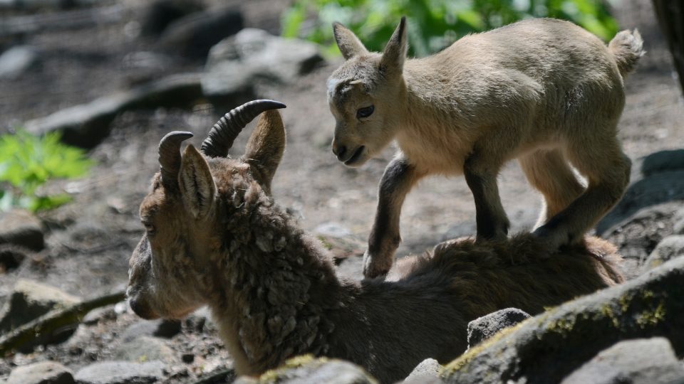 V děčínské zoo se narodilo mládě ohroženého kozorožce kavkazského