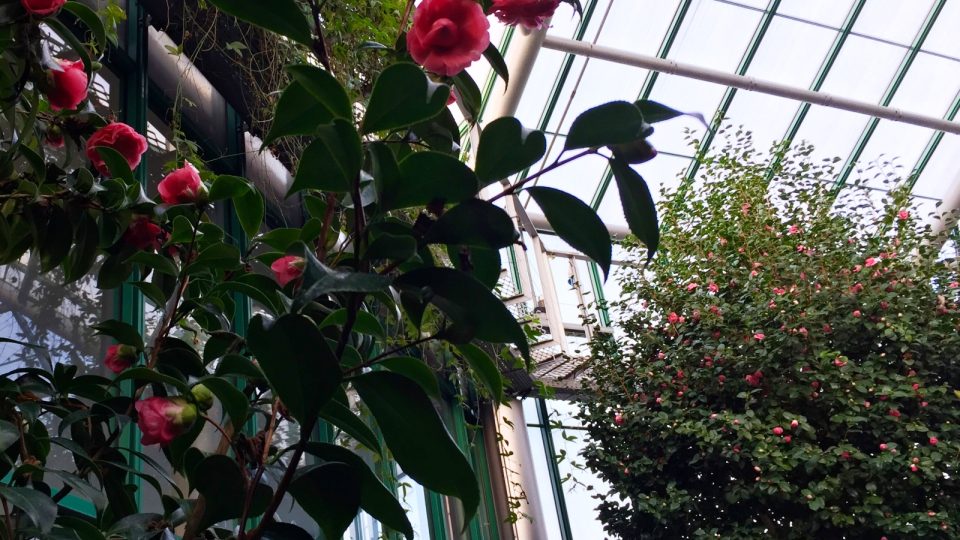 V liberecké botanické zahradě mají na padesát odrůd kamélií