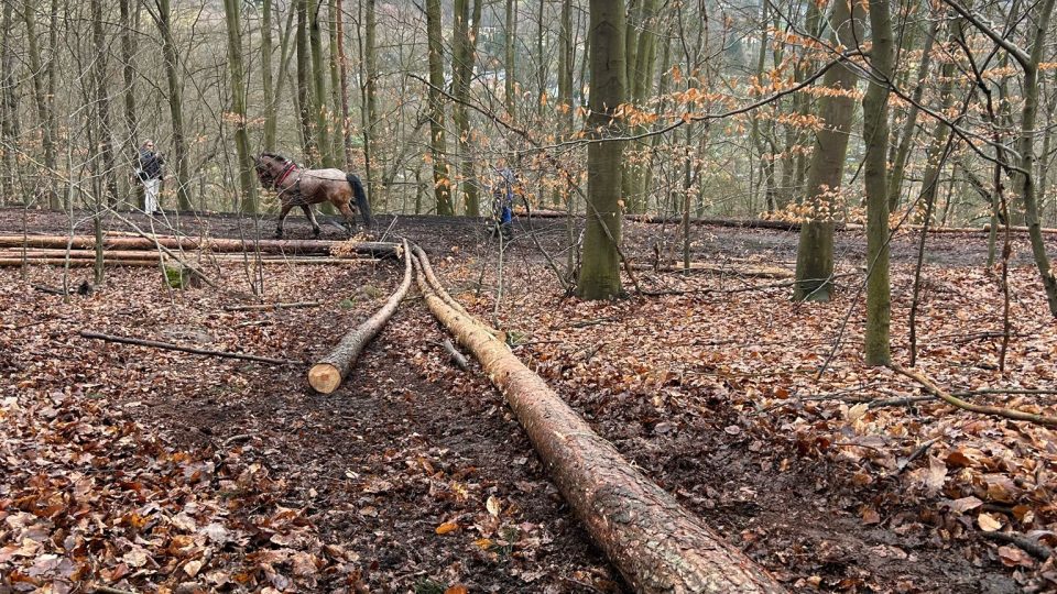 Dřevorubcům s těžbou na Kvádrberku u Děčína pomáhá speciálně vycvičený kůň Tonda