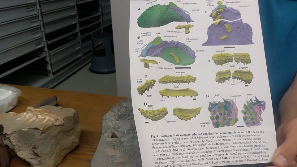 Výsledky zkoumání zubů raných čelistnatců na fosilních vzorcích z Česka pronikl až na stránky prestižního časopisu Science