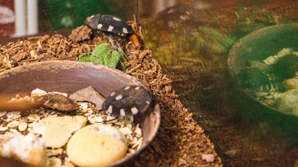 Další živý exponát. Šváb therea petivriana (šváb domino) | foto: Jaroslav Hoření, Český rozhlas Další živý exponát. Šváb therea petivriana (šváb domino)