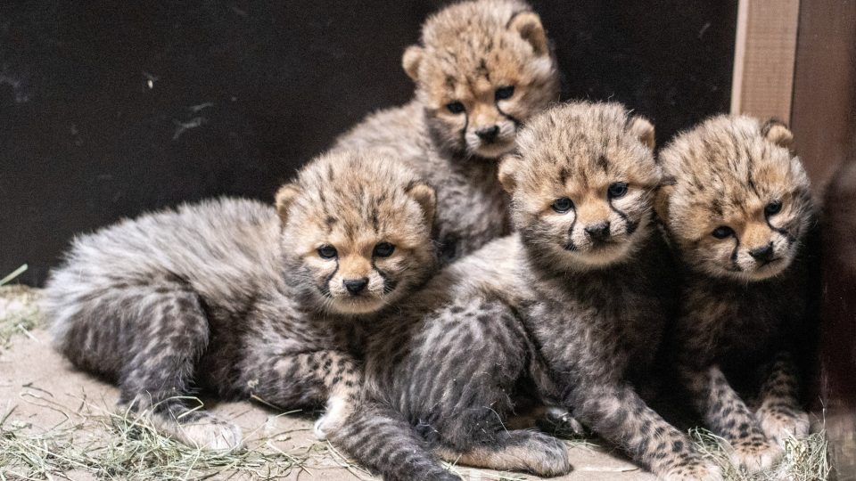 V zoo se narodili čtyři gepardi štíhlí