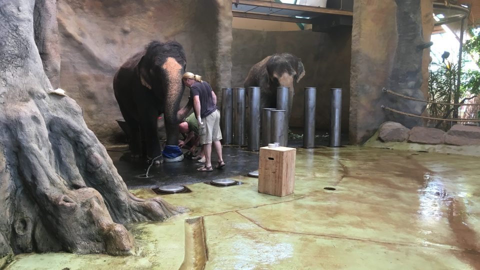Slonice Kala ze zoo v Ústí nad Labem se zotavuje po operaci nohy