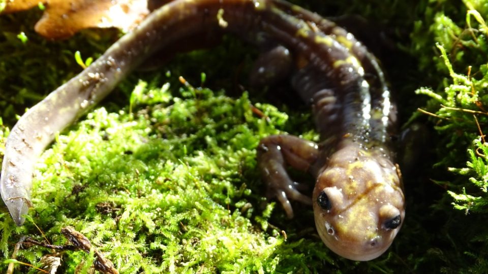 Paradactylodon gorganensis