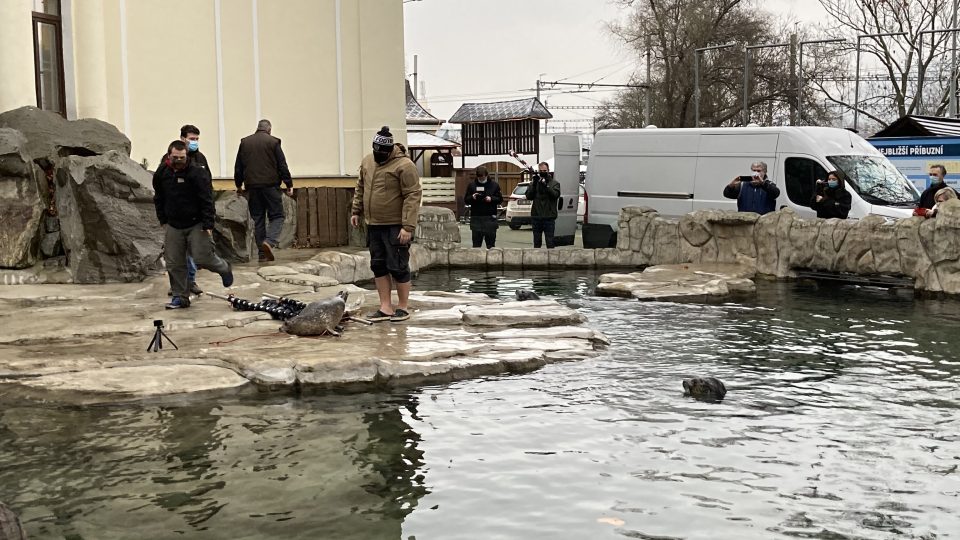 Ústecká zoo opět zakládá chovnou skupinu tuleňů. Ke Casperovi přibyly samice Ayma a Sally