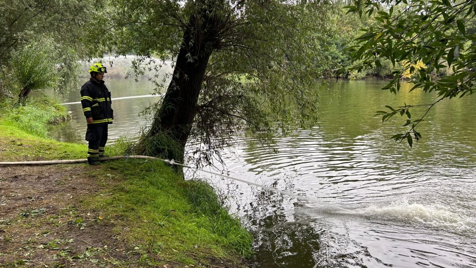 Rybáři u Havraního ostrova nedaleko Lovosic evidují masivní úhyn ryb