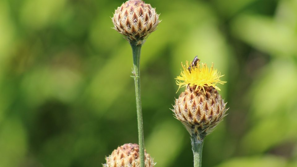 Květiny v arboretu | foto: Aleš Spurný, Český rozhlas Květiny v arboretu