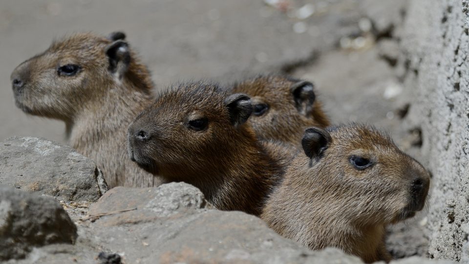 Kapybary vodní v děčínské zoo