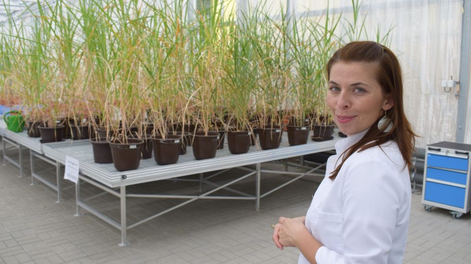 Rostlinná fyzioložka Hana Malinská ve výzkumném skleníku UJEP