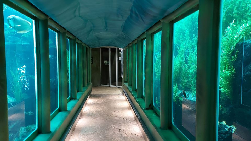 Podvodní svět v průchozím tunelu skleníku Fata Morgana | foto: Jolana Nováková, Český rozhlas Podvodní svět v průchozím tunelu skleníku Fata Morgana