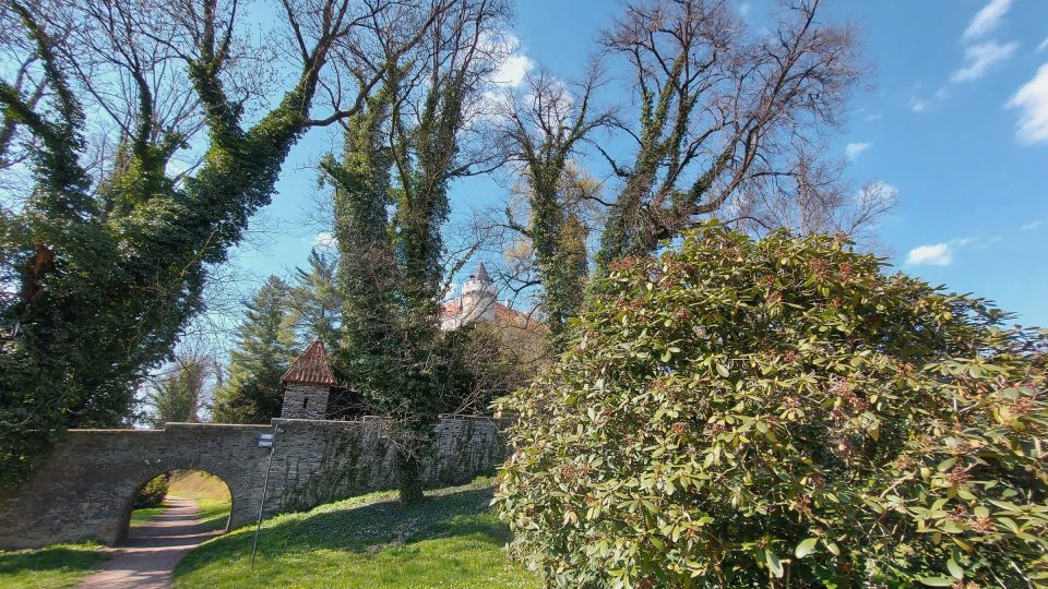 Pohled na keř rododendronů, zámeckou věž a hradní valy v pozadí