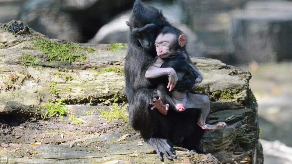 Mládě makaka chocholatéto s matkou v děčínské zoo